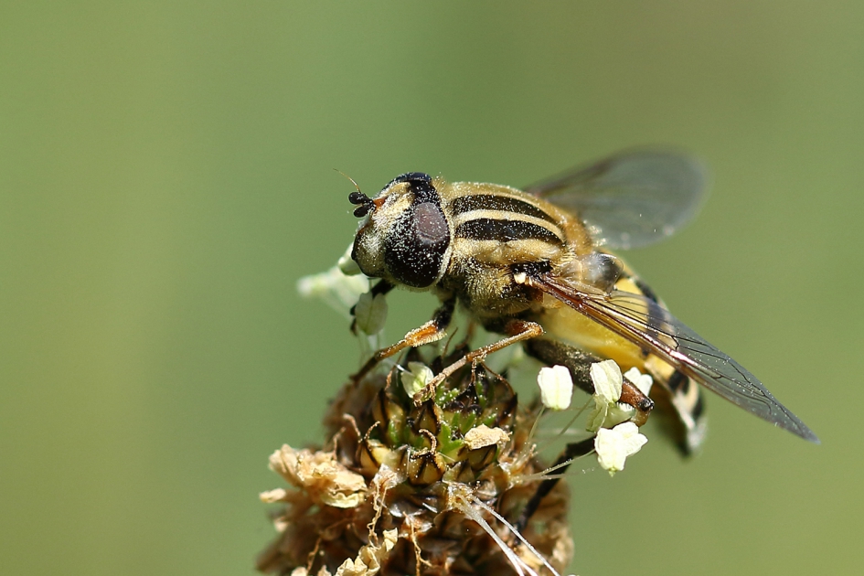 citroenpendelvlieg met slecht zicht - Geleedpotigen - 