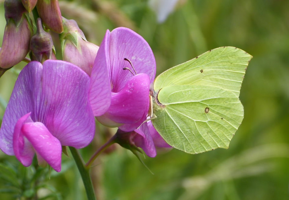 Citroenvlinder - Geleedpotigen - 