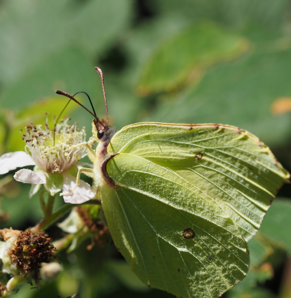 Citroenvlinder op braam - Geleedpotigen - 