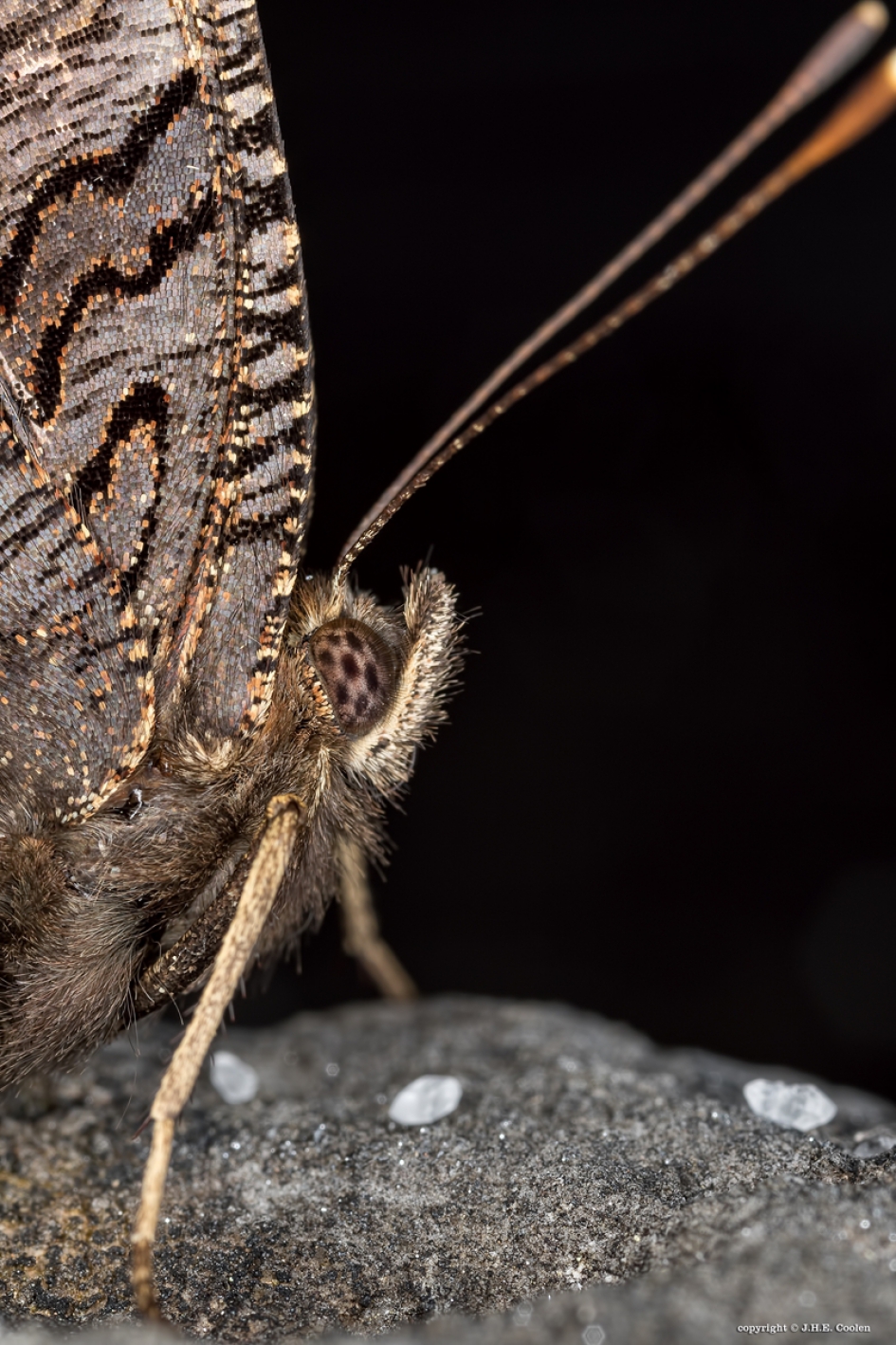 Dagpauwoog - Geleedpotigen - Dagpauwoog