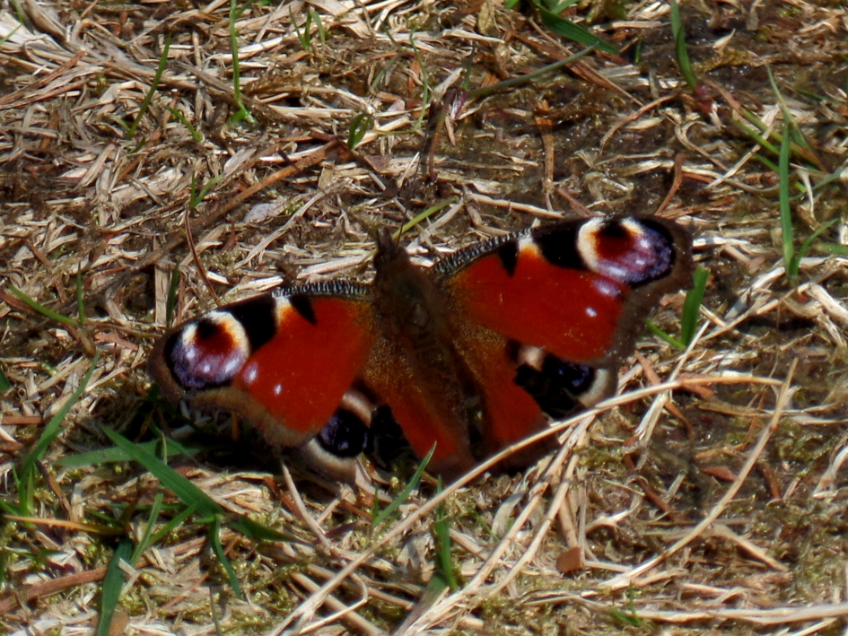 Dagpauwoog in de zon - Geleedpotigen - Dagpauwoog