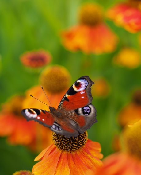 Dagpauwoog op heleniums