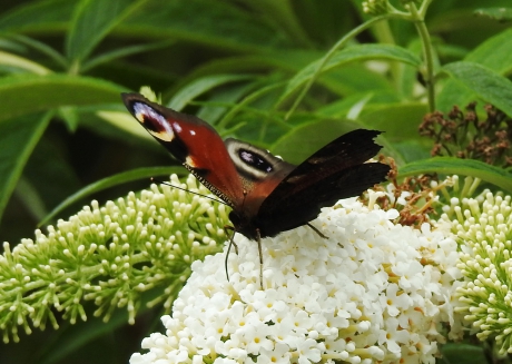 Dagpauwoog op vlinderstruik