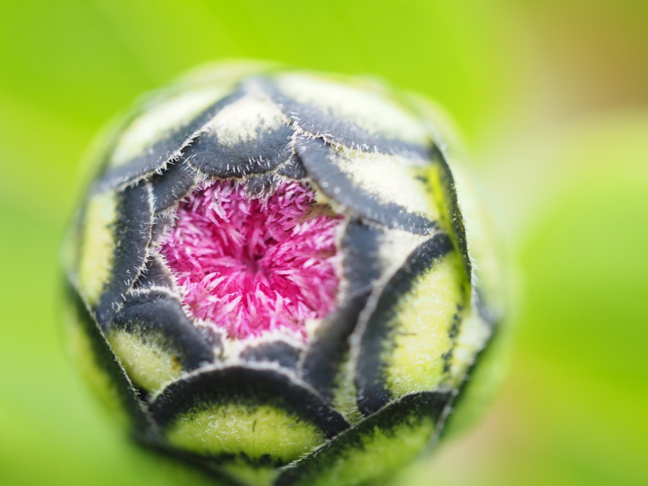 Dahlia in knop - Planten - 