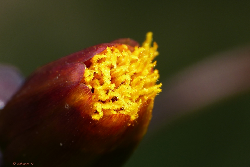 Dahlia knop - Planten - 