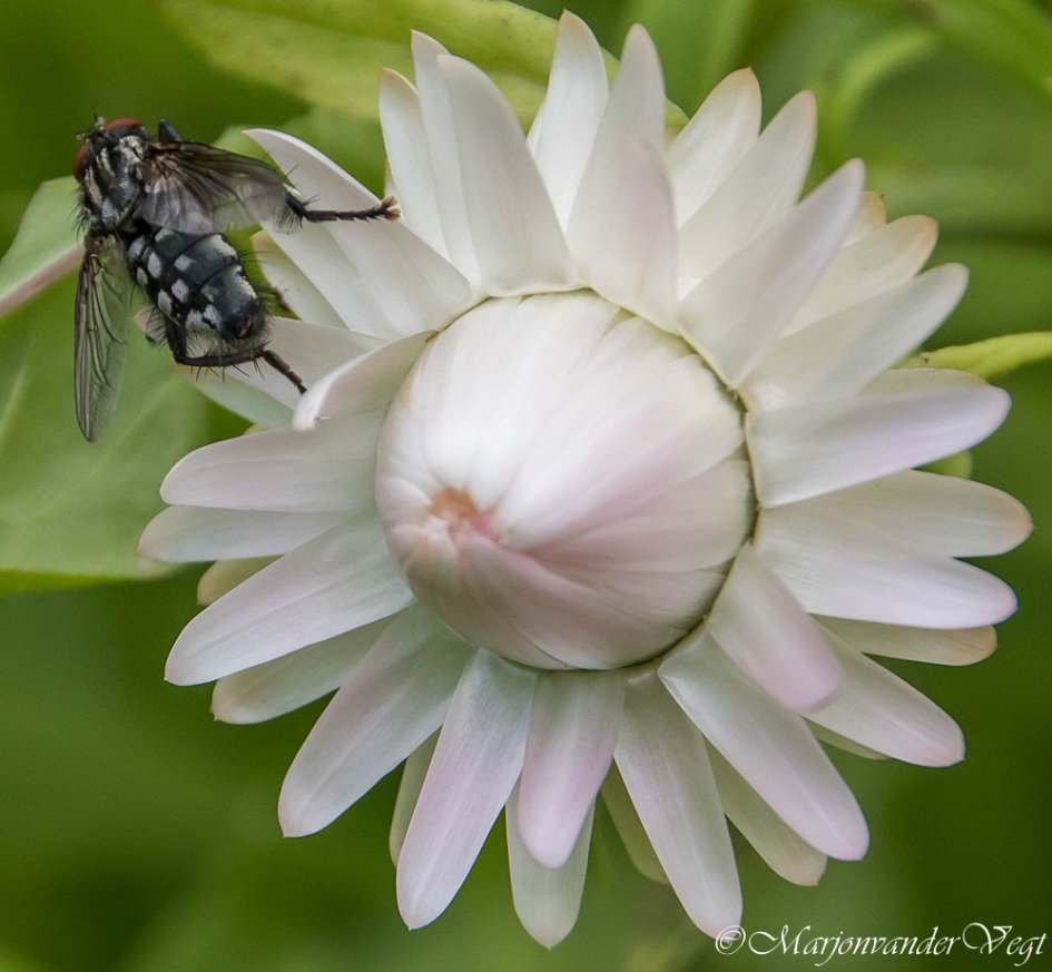 Dambordvlieg - Geleedpotigen - Dambordvlieg