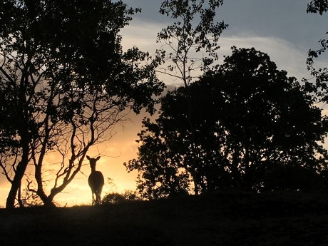 Damhert in de Amsterdamse Waterleidingduinen