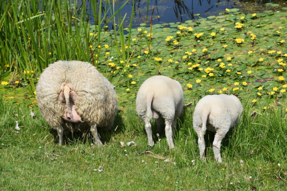 "de achterkant" - Zoogdieren - 