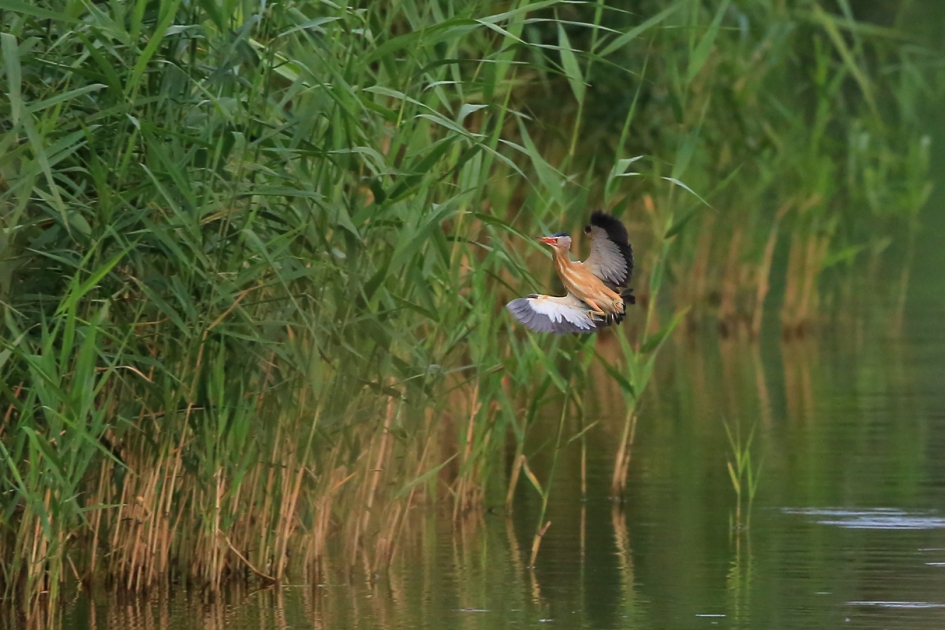 De Dwergroerdomp - Vogels - Woudaap