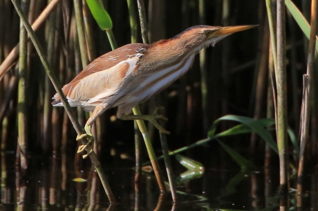 'De Dwergroerdomp' II