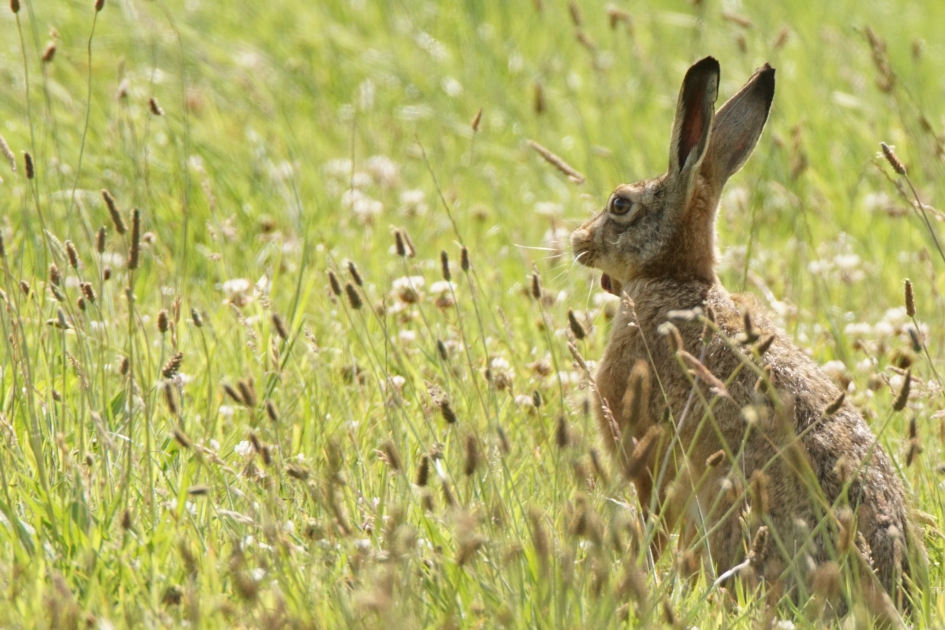 De Haas - Zoogdieren - Haas