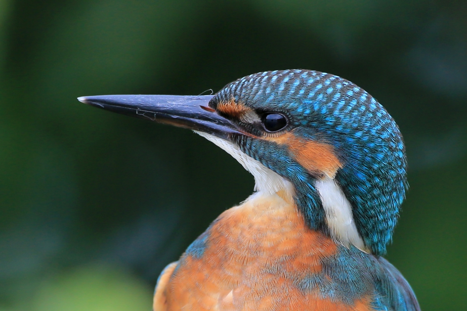 De Hoofdprijs ... :-) - Vogels - IJsvogel