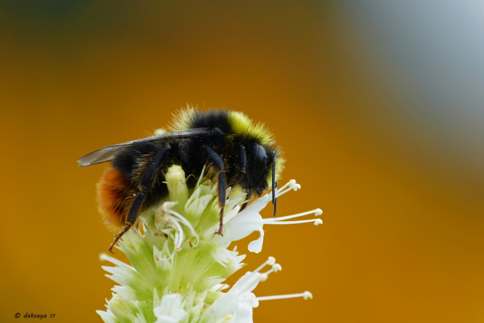 Deze is helemaal van mij alleen - Geleedpotigen - Steenhommel