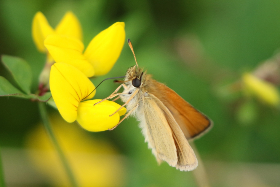 Dikkopje - Geleedpotigen - 