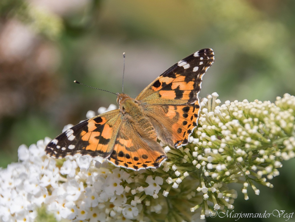 Distelvlinder - Geleedpotigen - Distelvlinder