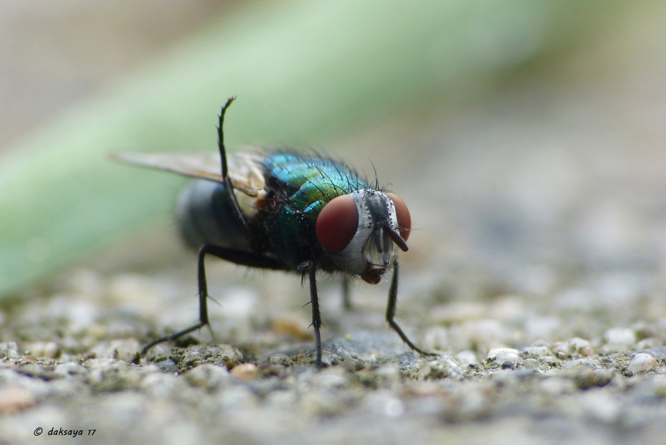 Doei! - Geleedpotigen - Groene keizersvlieg