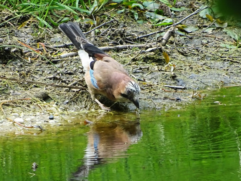Dorst - Vogels - Gaai