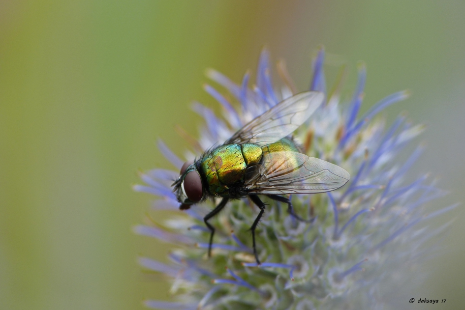 Dreamy - Geleedpotigen - 