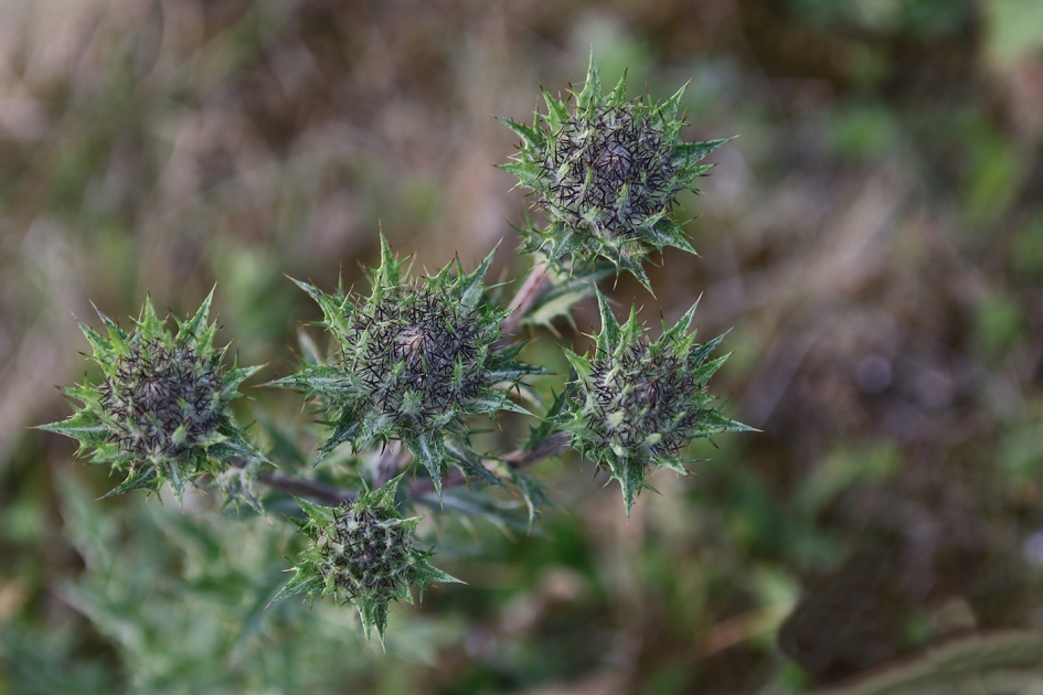 driedistel - Planten - 