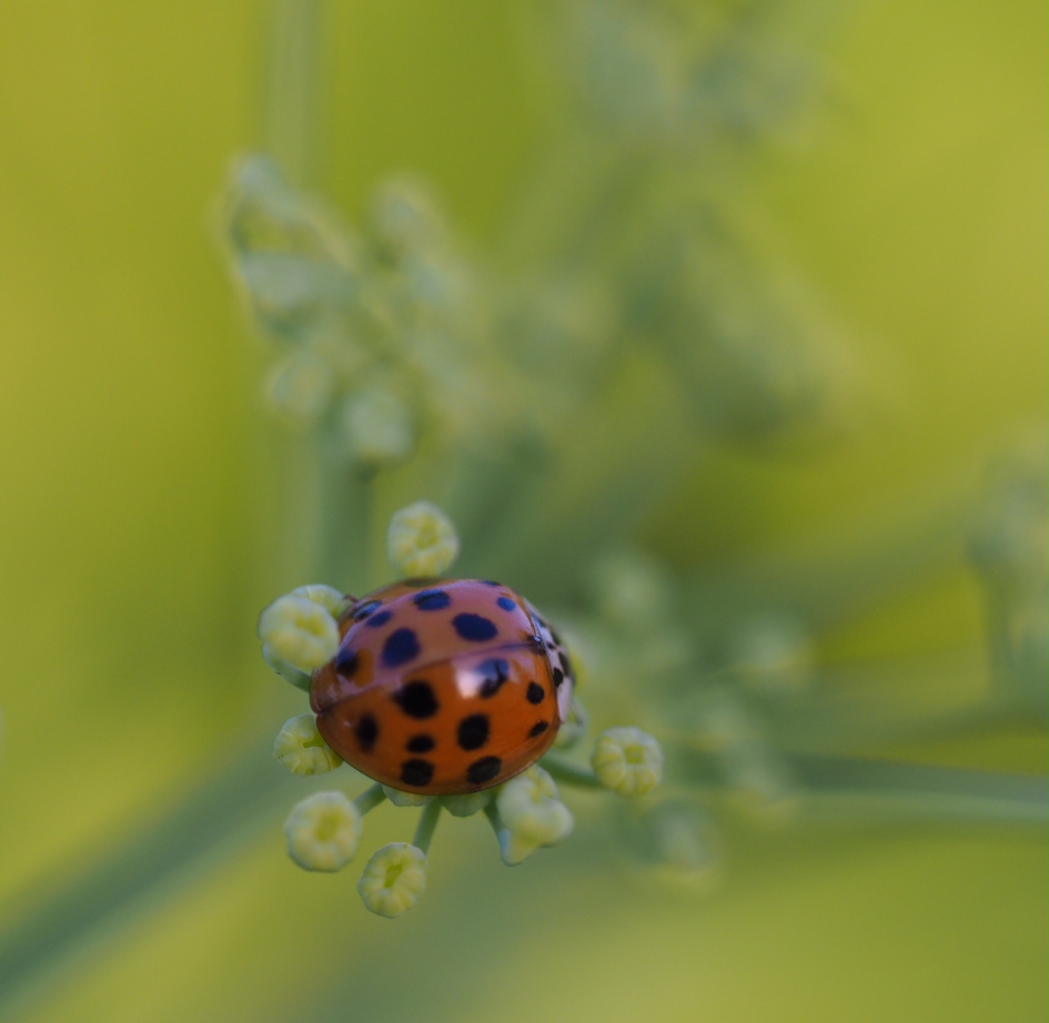 Dromerig - Geleedpotigen - 