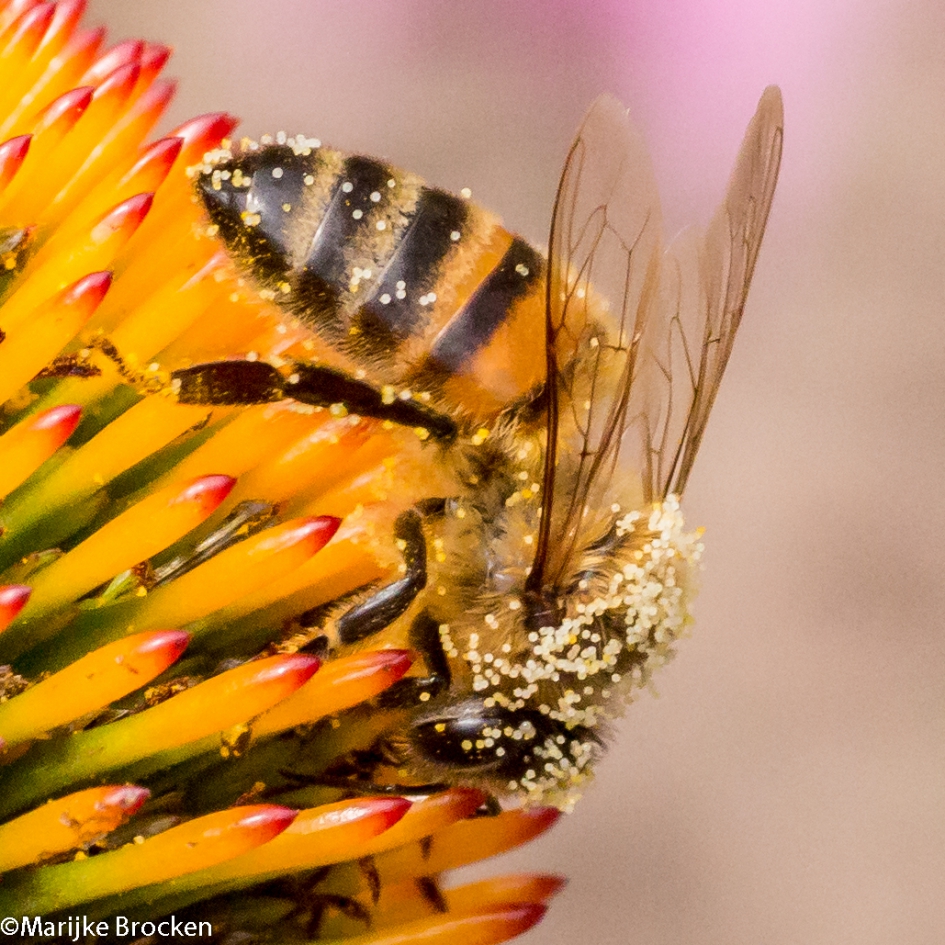 Druk aan het wer - Overig - 