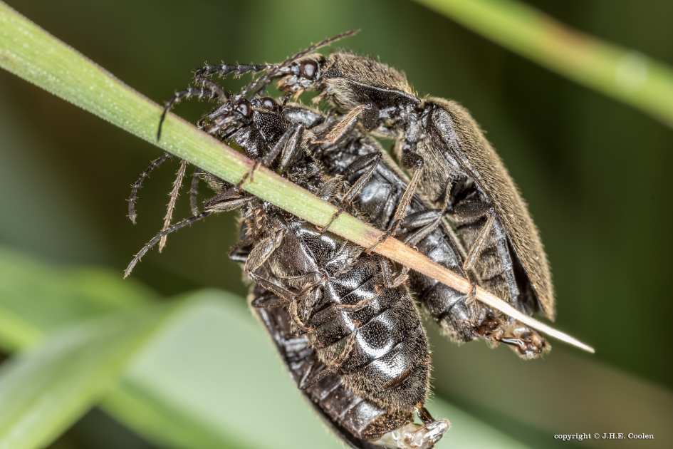 Druk bezet - Geleedpotigen - Kniptor