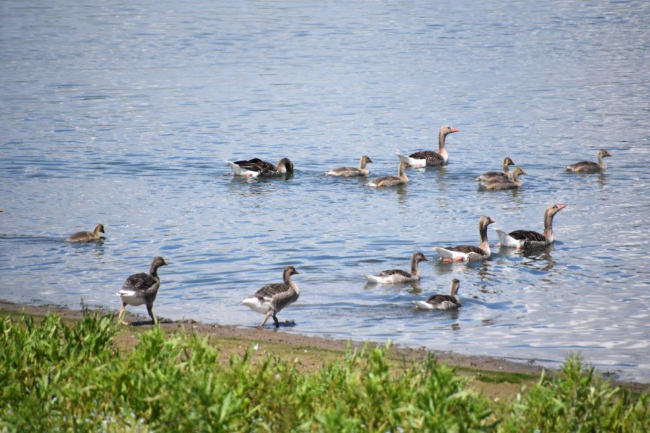 Druk in het water... - Vogels - 