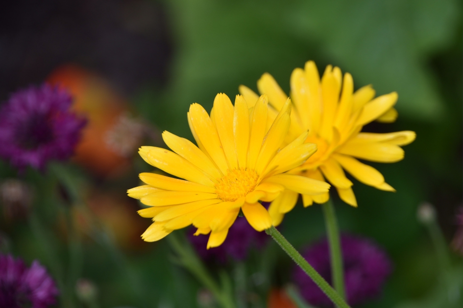 Dubbel geel - Planten - 