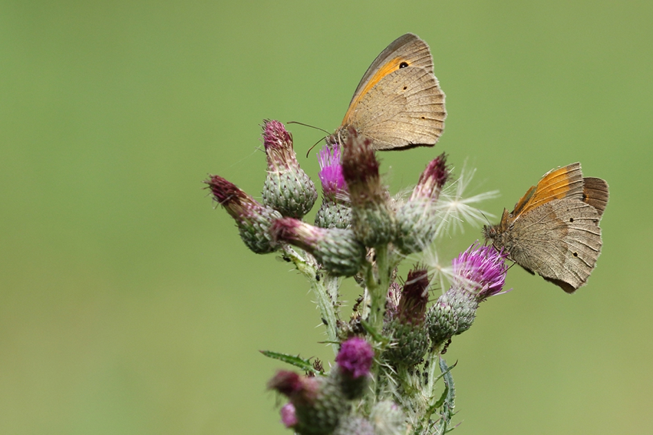 duo zandoogje -bruin- - Geleedpotigen - 