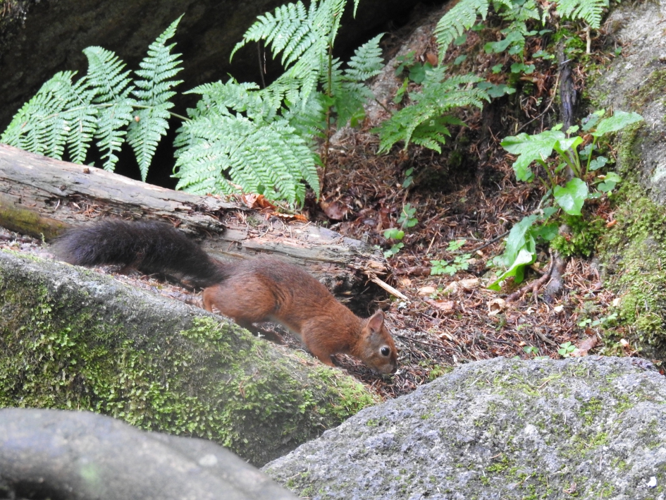Eekhoorn in het park - Zoogdieren - Eekhoorn