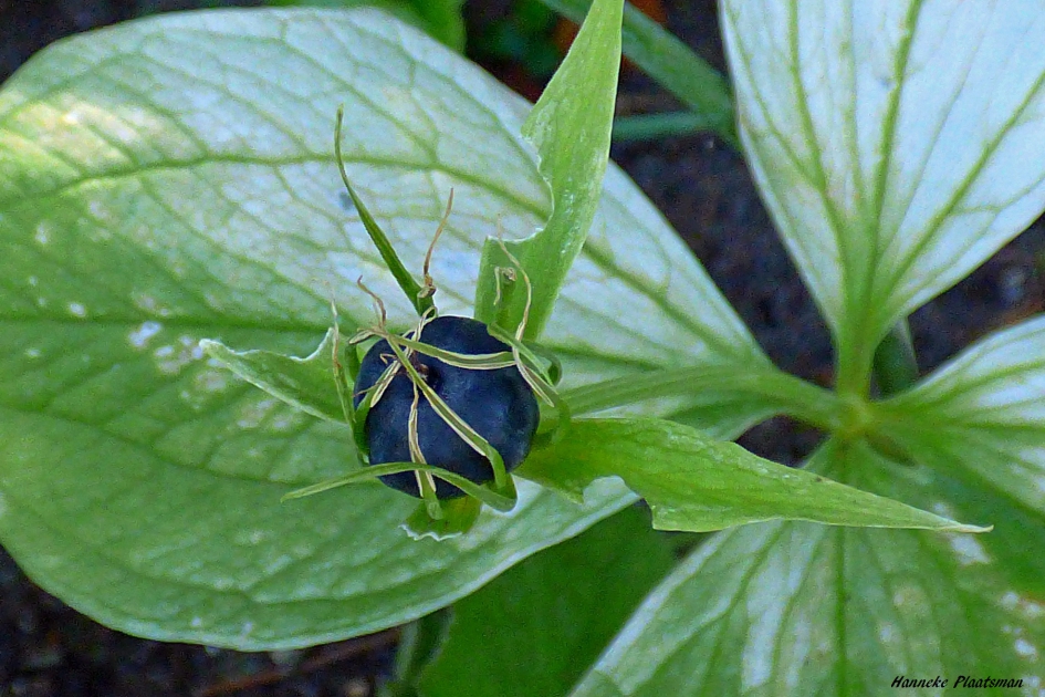 Eenbes - Planten - Eenbes