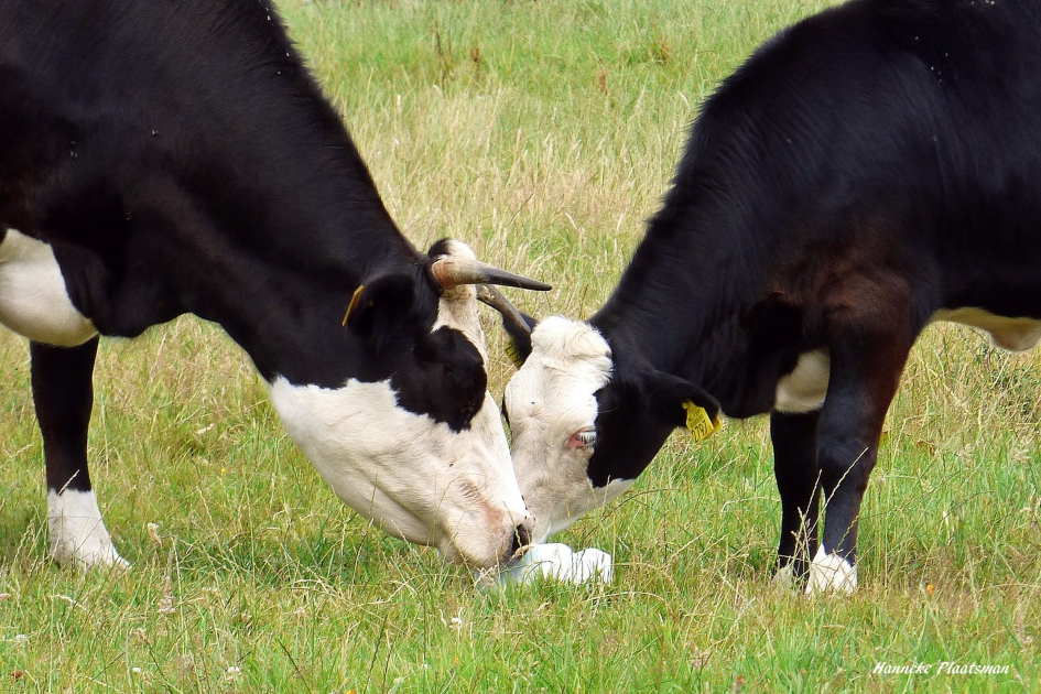 Eerlijk delen. - Zoogdieren - Rund