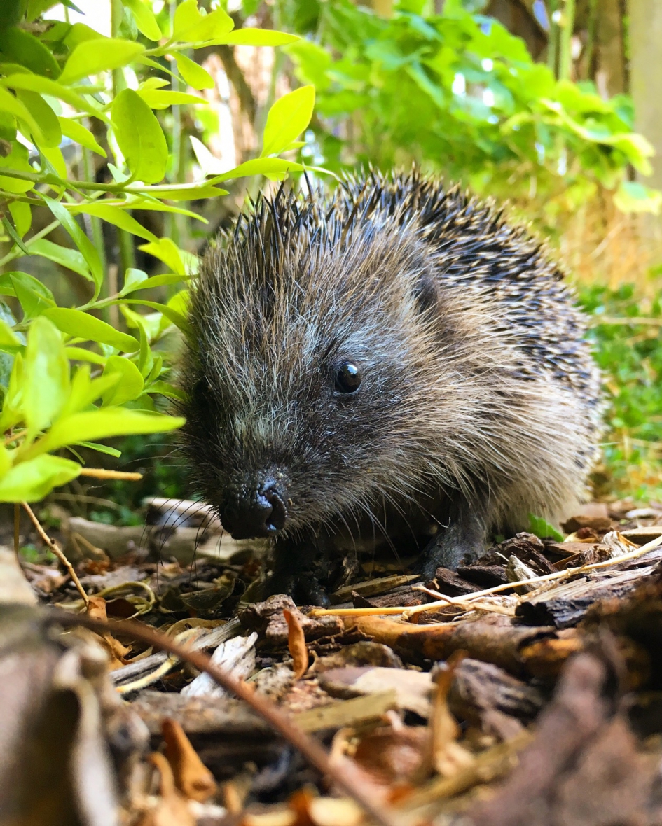 Egeltje - Zoogdieren - 