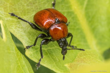 Eikenbladroller (Attelabus nintens)