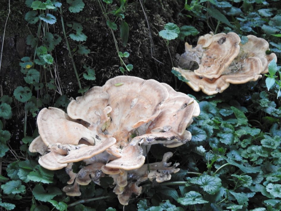 Eikhaas op eikenstronk - Schimmels - Eikhaas