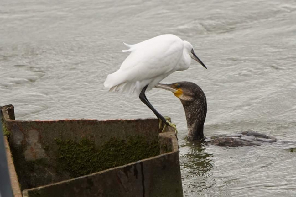 En dan komt die ook nog langs - Vogels - Kleine zilverreiger