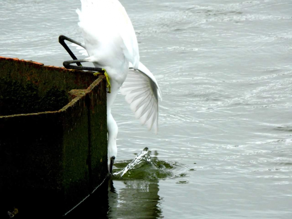 En dan pak je ook nog mis - Vogels - Kleine zilverreiger