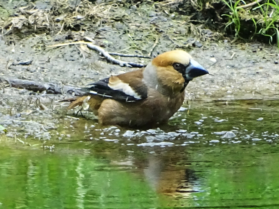 even afkoelen - Vogels - Appelvink