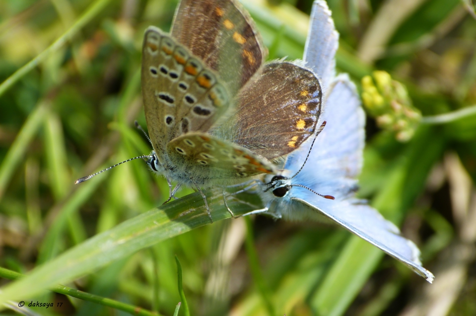 Even contact - Geleedpotigen - Icarusvlinder