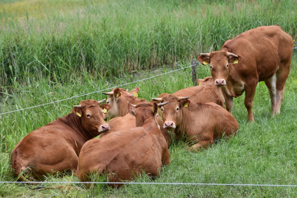 Even herkauwen - Zoogdieren - 