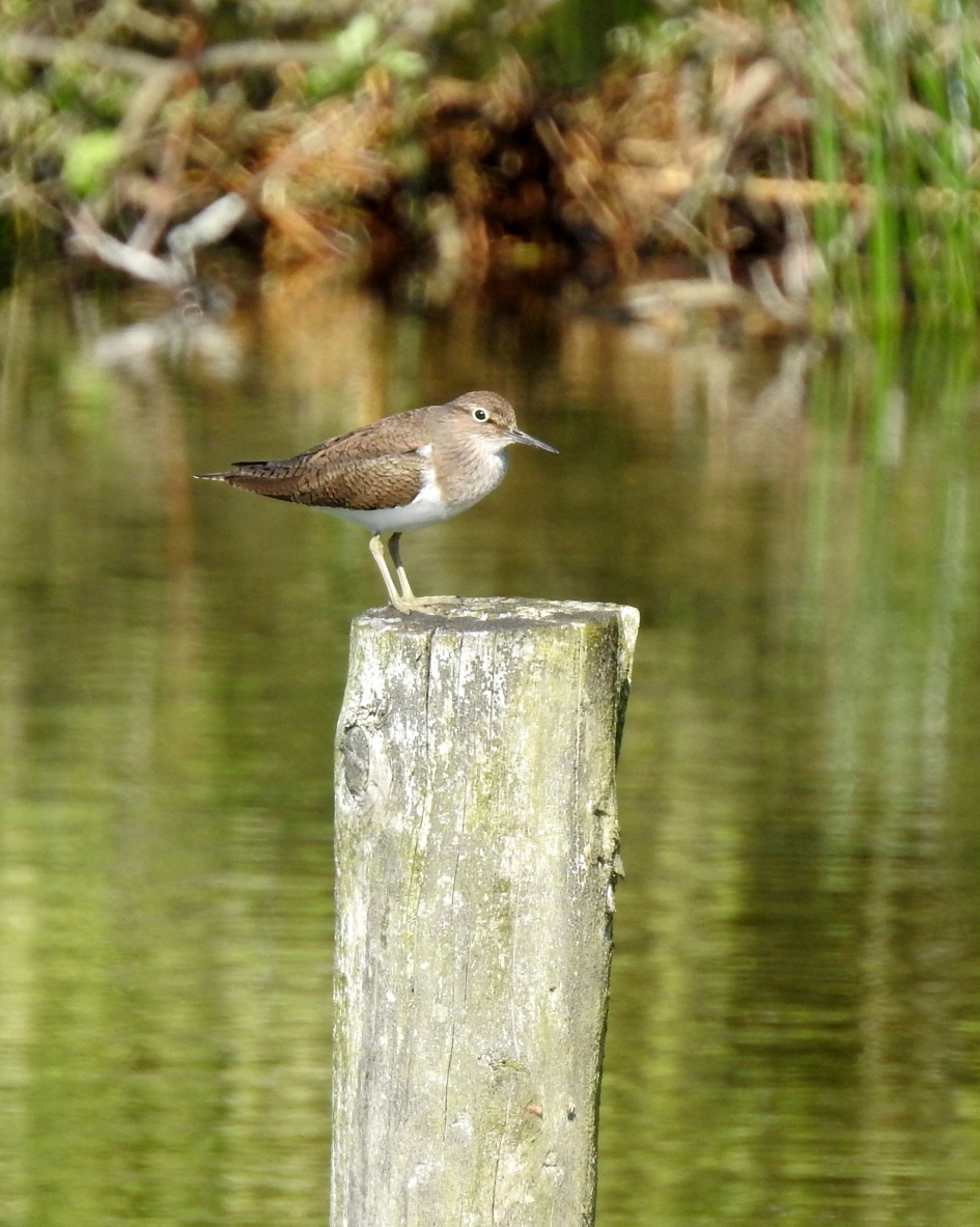 Even niet aan de oever - Vogels - Oeverloper