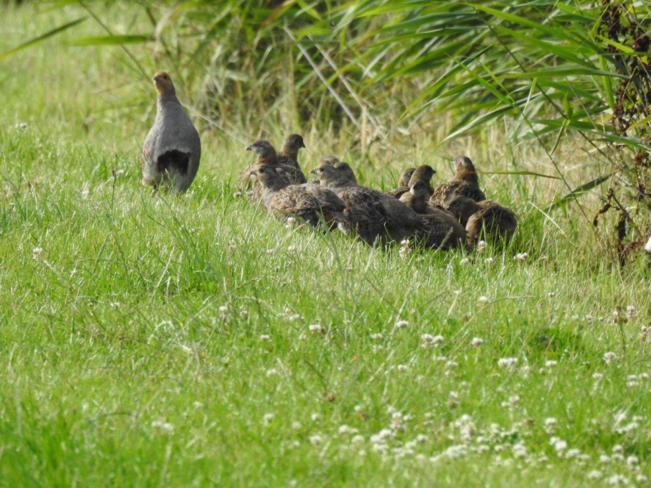 Famielie Patrijs - Vogels - Patrijs