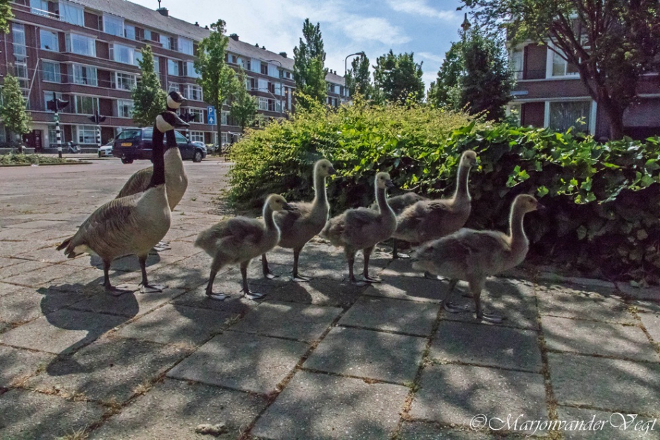 Familie Canadees - Vogels - Canadese ganzen