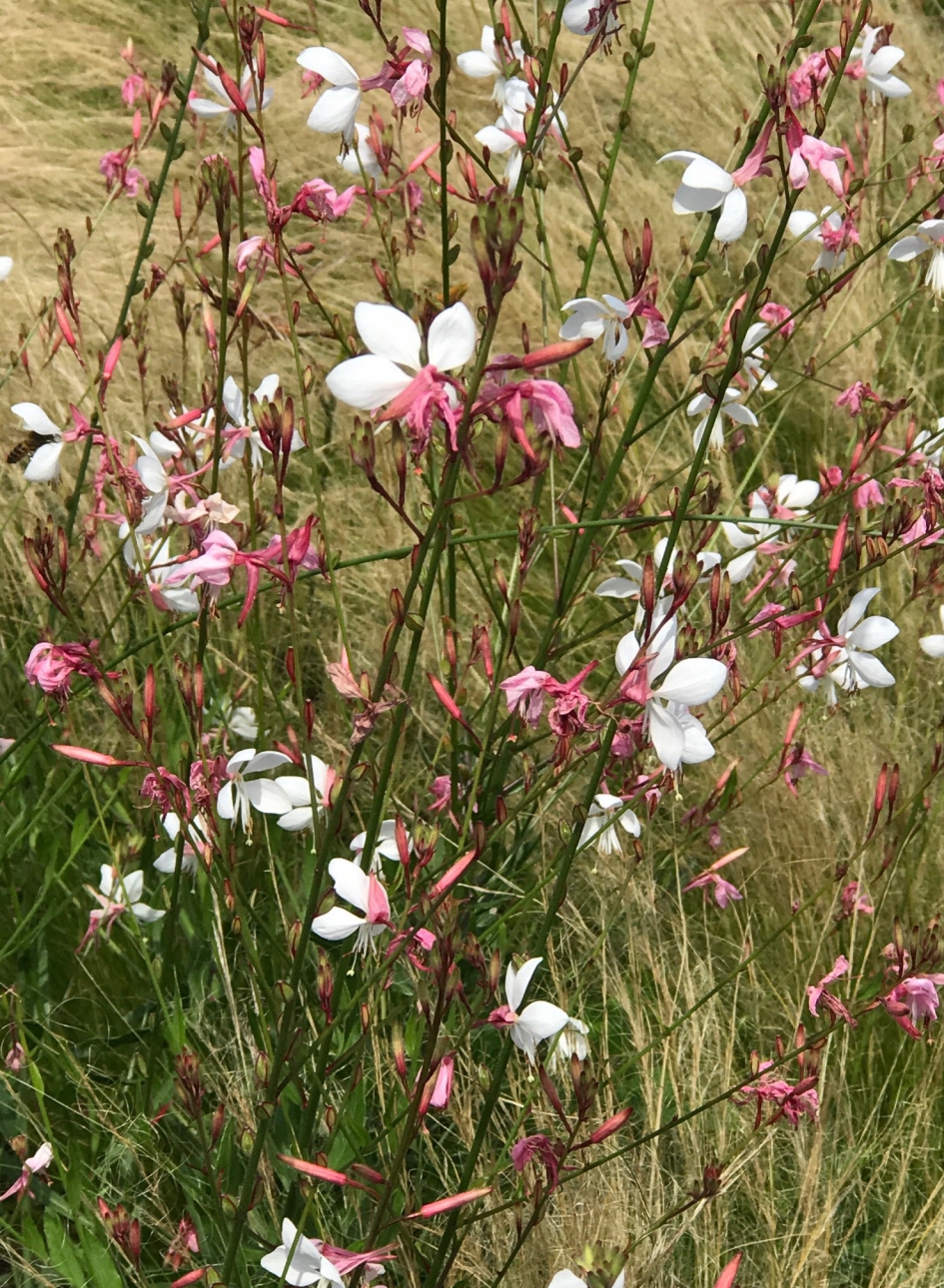 "Fijntjes" - Planten - 
