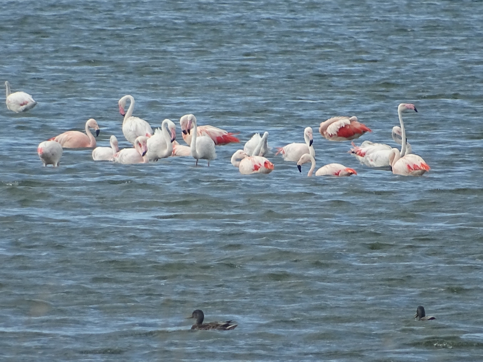 Flamingo's - Vogels - Flamingo