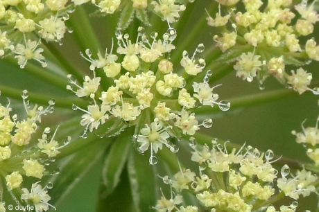 Fluitenkruid in de mist