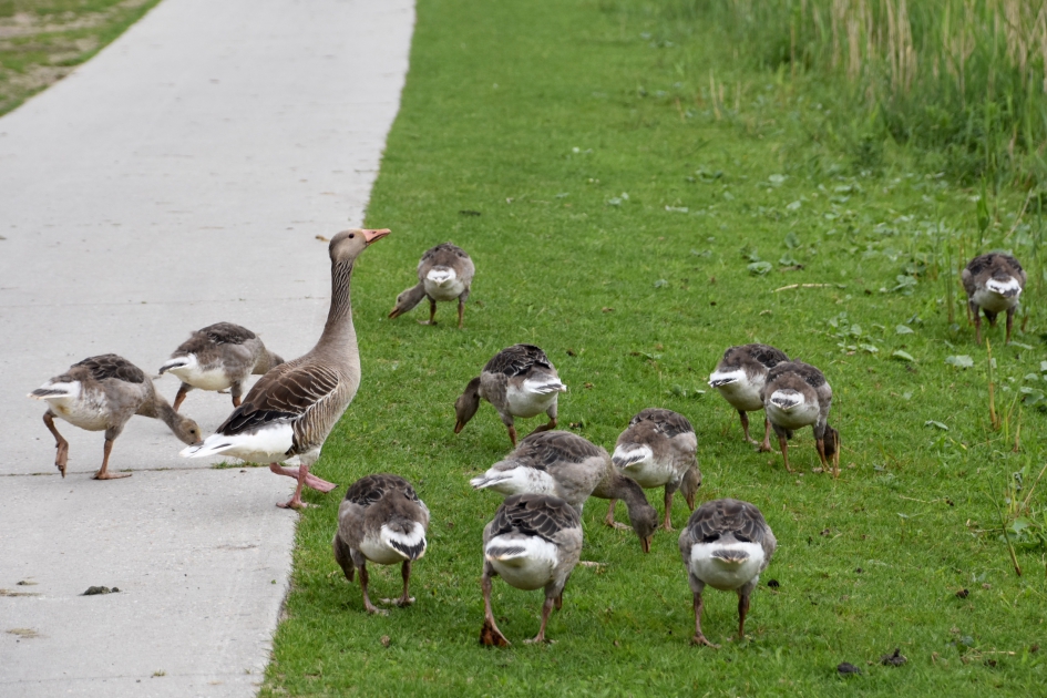 Ganzen creche - Vogels - 