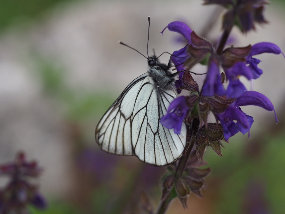 Geaderd - Zoogdieren - 