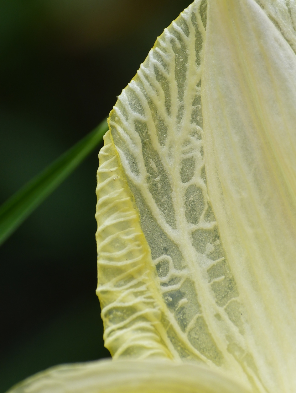 Geaderd bloemblad - Planten - 