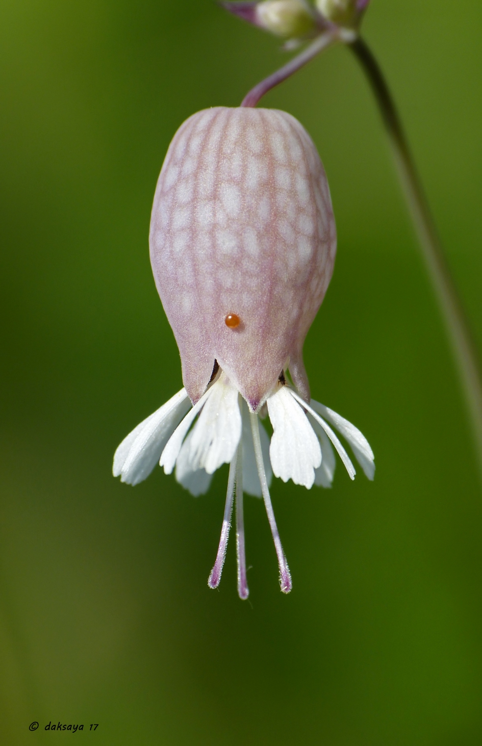 Blaassilene - Geleedpotigen - 